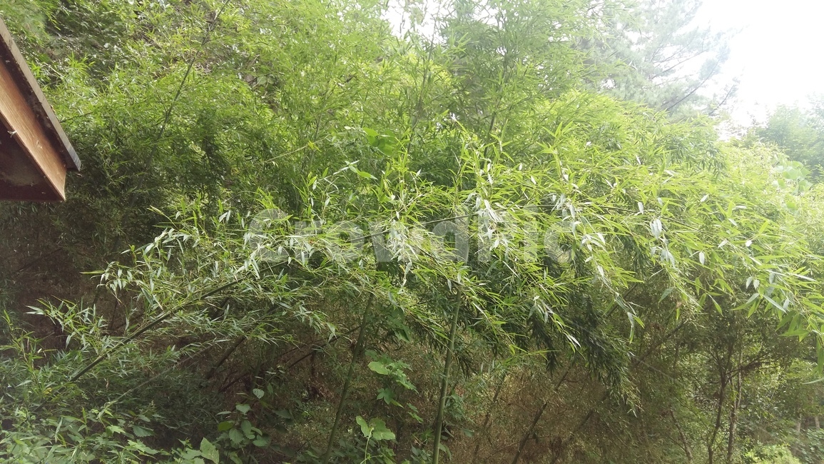 대나무,초록,자연,풍경,숲,식물,자연,plants,nature