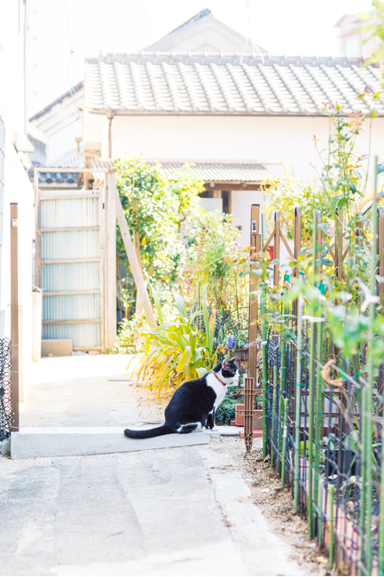 고양이,냥,캣,cat,길고양이,길냥이,냥이,길냥,동물,동물,animal,포유류,mammal,고양이,cat,kitten,kitty