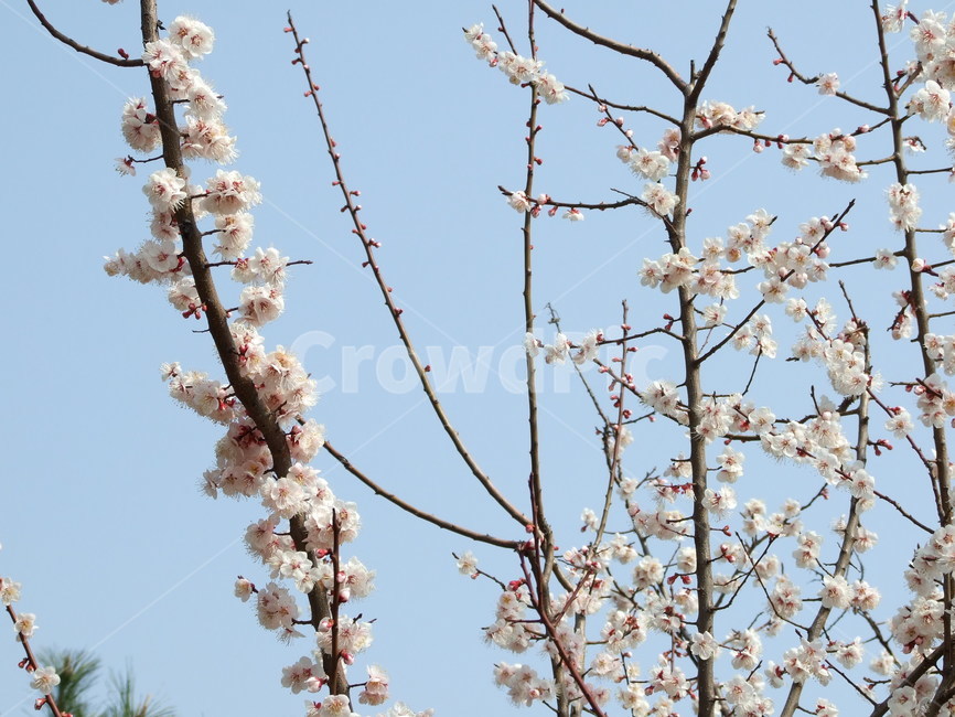 꽃,식물,꽃잎,flower,흰꽃,봄,계절,spring,season,식물,자연,plants,nature,꽃,flower,plant,cherry blossom,벚꽃,blossom