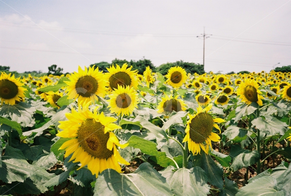 해바라기,꽃,노란색,햇빛,여름,낮,태양,해바라기밭,빽빽한,식물,풍경,sunflower,flower,yellow,sunny,sun,summer,daylight,plant,landscape,filmphotography,감성,여름,계절,summer,season,식물,자연,plants,nature,꽃,flower,감성,sensible,feeling,blossom