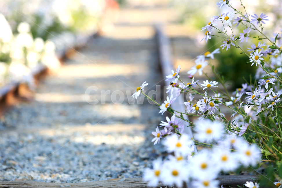 길,기차길,꽃,구절초,road,railroad,flower,식물,자연,plants,nature,꽃,flower