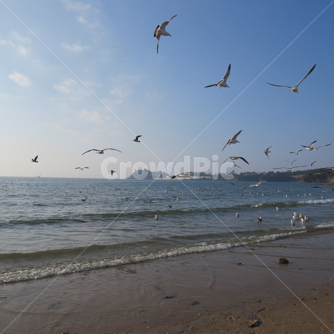 바다,격포,해수욕장,바닷가,해안,갈매기,풍경,기분좋은,파란,해변,해변가,동물,animal,조류,새,birds