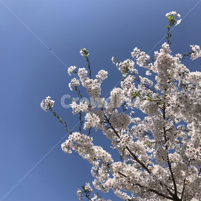 벚꽃,꽃,봄꽃,봄,벌,핑크벚꽃,cherryblossoms,flower,springflowers,bee,flowerandbee,sky,pink