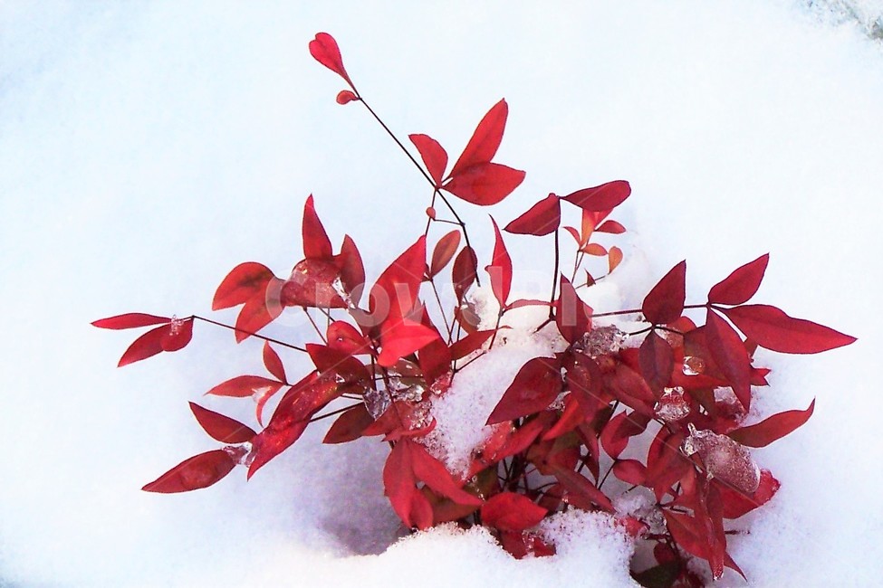 눈,겨울,빨강,잎,붉은색,계절,흰색,winter,snow,red,leaves,season,겨울,계절,winter,season