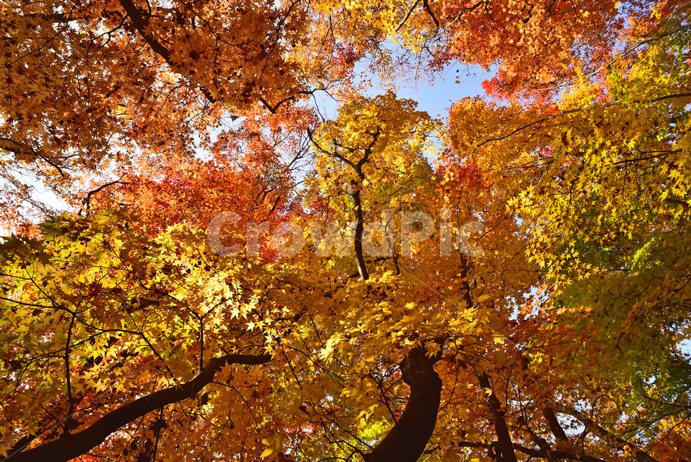 maple forest,forest,healing,leaves,fall,Maple tree,season,Maple,natural,nature,autumn background,tree,leaf,outdoor,environment,Autumn sensibility,outdoors,background,plant,maple,autumn,colorful,Color full
