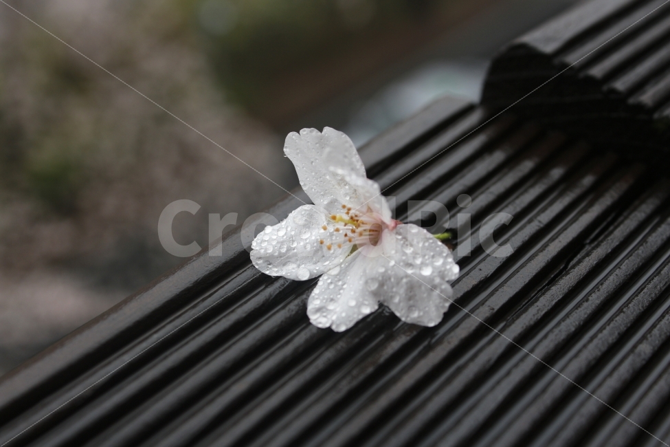 벚꽃,감성,꽃,빗물,비오는날,우울함,희망,물방울,시원함,깨끗함,flower,rain,봄,봄,계절,spring,season,비,비오는날,rain,rainy,식물,자연,plants,nature,꽃,flower,plant