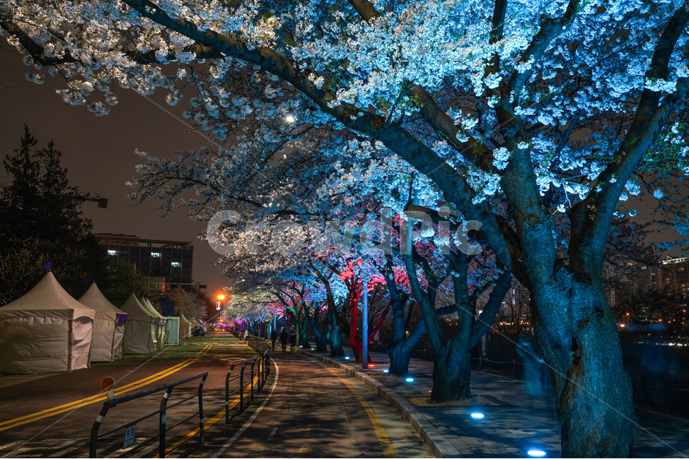 여의도,윤중로,벚꽃축제,벚꽃길,벚꽃,CherryBlossom,야경,야화,nightview,natural,landscape,식물,봄,배경,자연,서울벚꽃,서울명소,힐링,spring,하얀꽃,splendor,화사,flowers,나무,trees,wood,축제,봄,계절,spring,season,야경,밤,풍경,nightscape,night,landscape,도시,city,한국도시풍경,한국도시경관,korea cityscape,walkway,보도,path,통로,plant