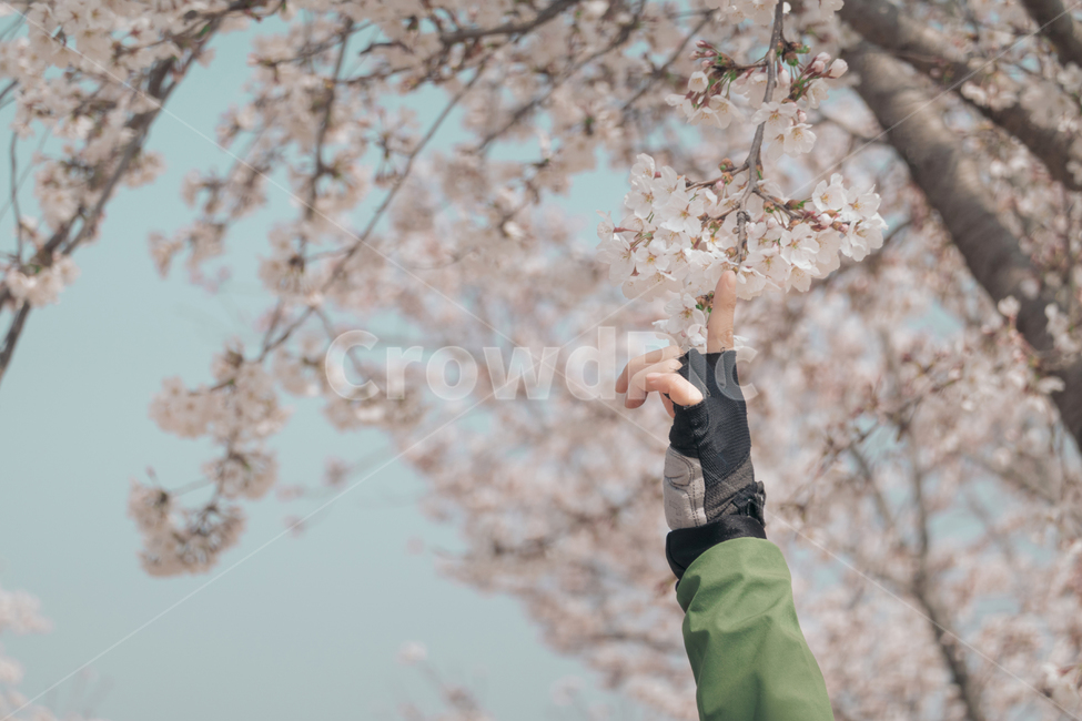 봄,벚꽃,cherryblossom,flowers,봄꽃,풍경,벚꽃나무,계절,spring,season,plant,nature,branch,식물,꽃,blossom,봄,계절,spring,season