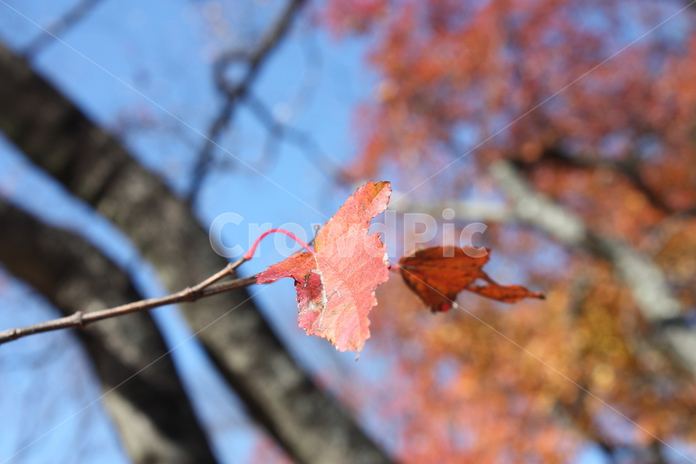 나뭇잎,자연,nature,나무,leaf