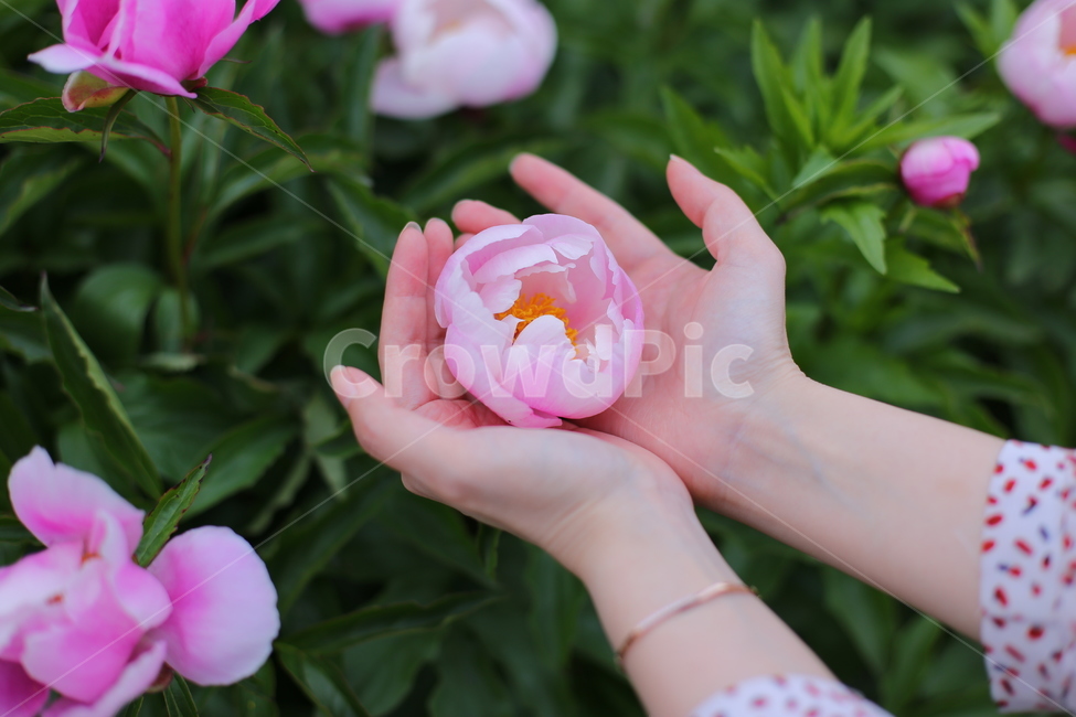 손,두손,꽃송이,작약,작약꽃,꽃,flower,plant,식물,정원,garden,야외,꽃밭,인물,신체일부,human,신체,연출,몸,여성,색깔,색체,색상,색감,손가락,아련함,nature,body,woman,female,colorsense,꽃,flower,사람,인물,인간,human,person,신체일부,몸,body