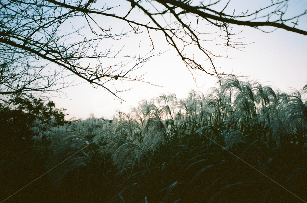 가을,억새,갈대,하늘,그림자,구름,나무,풍경,동네,산책,stroll,sky,fall,autumn,green,blue,cloud,필름,아날로그풍경,analog