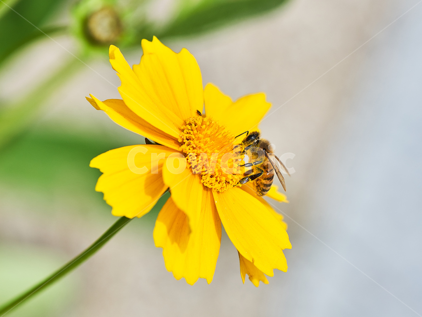 꽃,자연,식물,봄꽃,들꽃,노란,들국화,벌,꿀벌,꽃순,식물,자연,plants,nature,꽃,flower,곤충,벌레,insect,bug