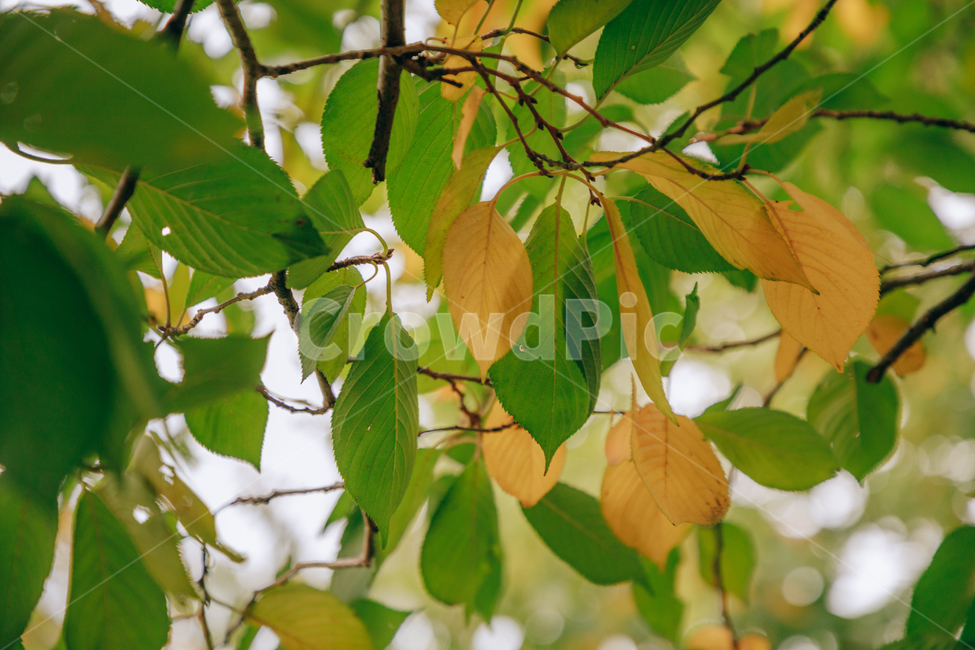 노랑,초록,나무,가을,단풍,나뭇잎,잎,가을,계절,fall,autumn,season,식물,자연,plants,nature,veins,정맥,plant,leaf