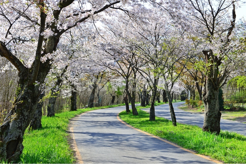 plant,식물,asphalt,아스팔트,nature,자연,outdoors,옥외,경치,경관,풍경,장성,백양사,백양사봄,봄,계절,벚꽃,벚꽃길,벡양사입구도로