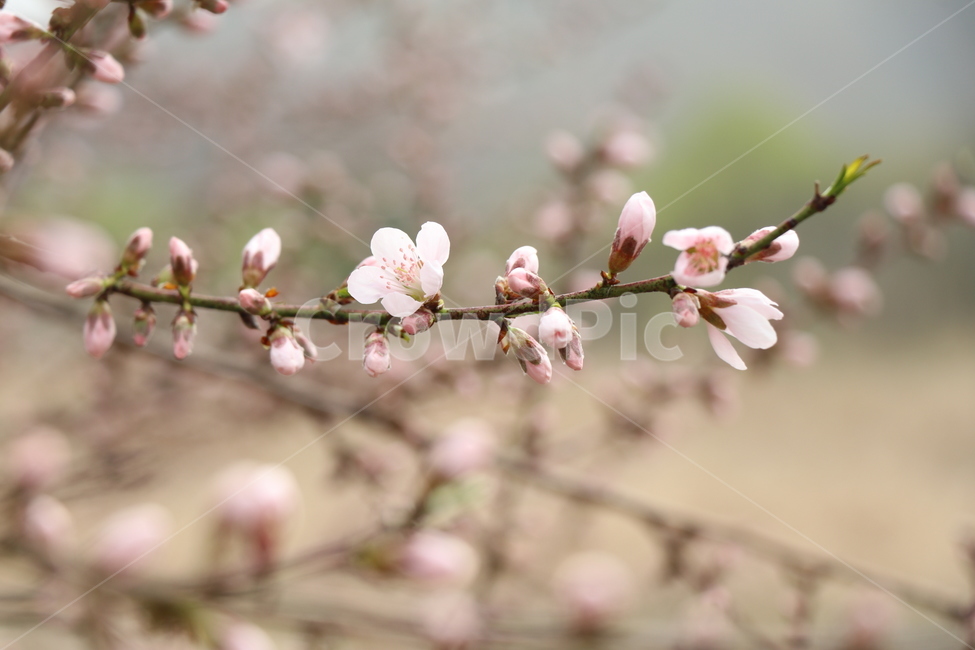 복숭아꽃,봄,산책,공원,봄꽃,핑크,봄,계절,spring,season,식물,자연,plants,nature,꽃,flower,plant,blossom