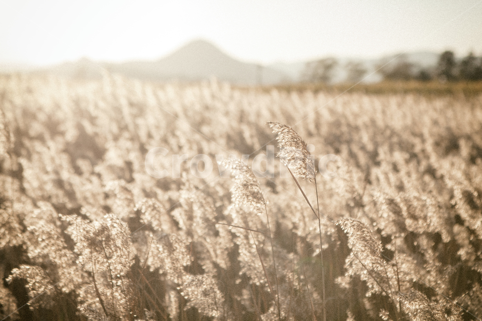 가을,계절,갈대,순천만,자연,풍경,태양,해,햇빛,만,autumn,fall,seasons,reed,suncheonbay,bay,nature,landscape,sun,sunlight,가을,계절,fall,autumn,season,식물,자연,plants,nature,휴식,힐링,rest,relaxation,healing,grass,잔디,plant