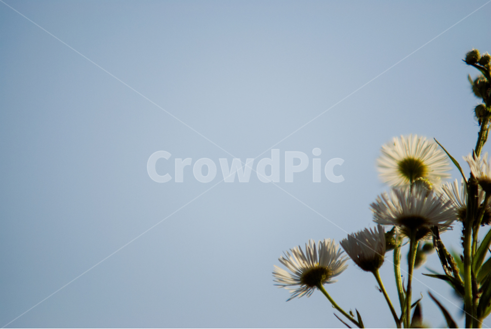 봄,fall,autumn,식물,계절,나무,자연,풍경,꽃,하늘,autumnal,season,plants,autumncolors,nature,landscape,scenery,scene,view,flower,bloom,봄,계절,spring,season,식물,자연,plants,nature,꽃,flower,plant