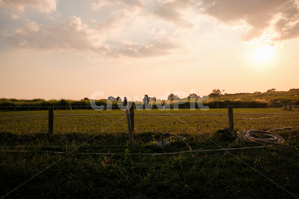 목초지,자연,옥외,들,노을,하늘,하늘공원,초원,풍경,자연,풍경,nature,landscape,outdoors,grassland,field
