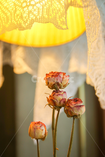 실내,조명,장미,꽃,드라이플라워,꽃,flower