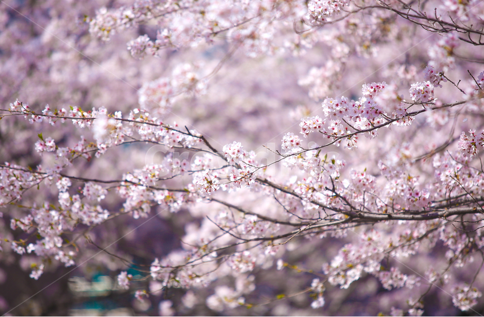 벚꽃,봄,srpingcherryblossom,꽃,계절,springseason,식물,자연,plantsnatureflower,봄,계절,spring,season,식물,자연,plants,nature,꽃,flower,감성,sensible,feeling,plant,blossom