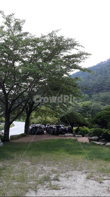 정원,6월,싱그러움,항아리,나무
