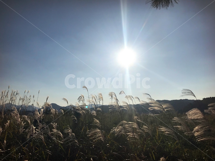 억새,갈대,햇빛,둘판,평온,고요,자연,풍경,nature,landscape,grass,잔디,plant,식물,flare,플레어,light,빛,lawn