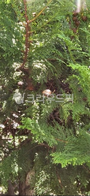 멧비둘기,멧비둘기둥지,새,나무,자연,야생,자연관찰,새둥지,둥지,알,새알,멧비둘기알,nest,bird