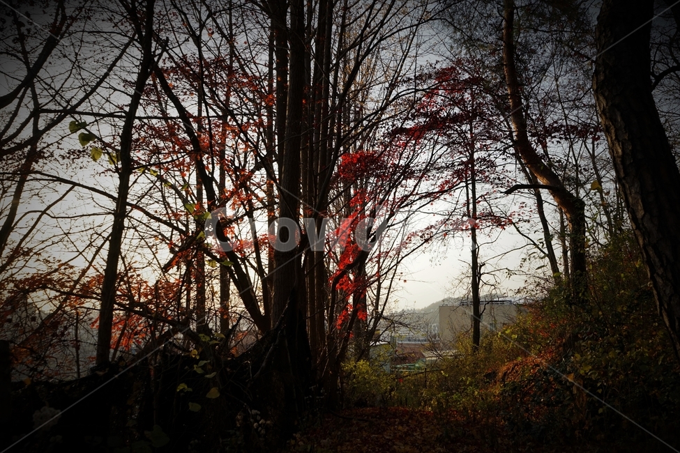가을,단풍,단풍나무,붉은색,자연,화려함,가을풍경,autumn,fall,autumnleaves,plant,nature,계절,나무,븕은색,maple,red,season,colorful,느낌,감성,trees,branches,울긋불긋,자연autumn,mapletree,가을,계절,fall,autumn,season,식물,자연,plants,nature,나무,trees,wood,tree