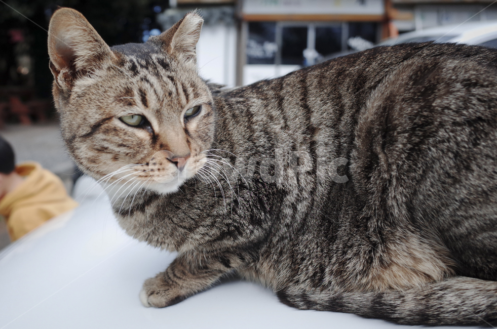 고양이,cat,동물,animal,포유류,mammal,길고양이,고등어고양이