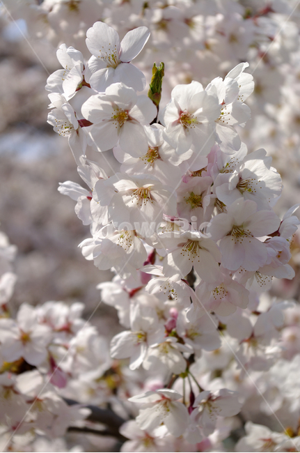 벚꽃,봄,flower,plant,식물,봄,계절,spring,season,식물,자연,plants,nature,꽃,flower,blossom