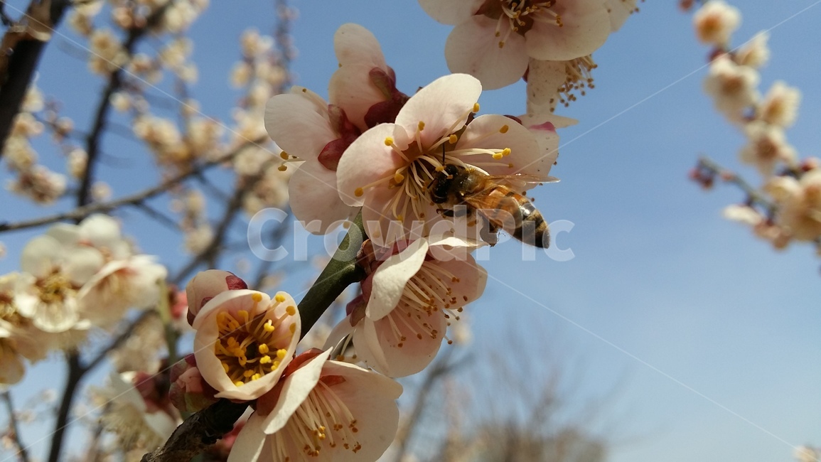 꿀벌,매화,매화꽃,벌,매화꿀벌,봄,계절,spring,season,식물,자연,plants,nature,꽃,flower,plant,bee,honey bee,animal,동물,invertebrate,무척추 동물,insect,곤충