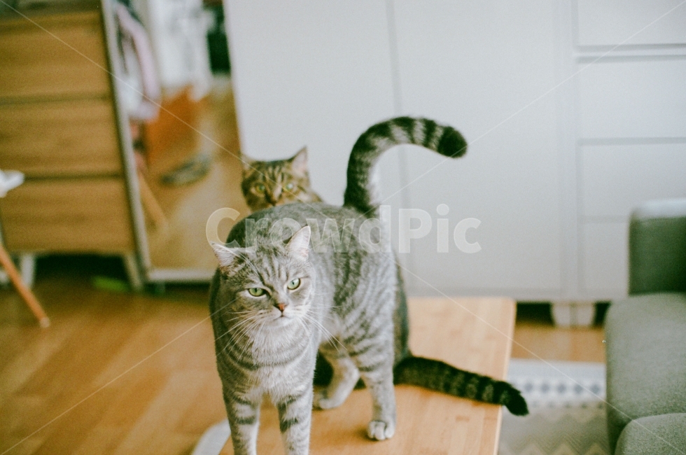 집,고양이,인테리어,애완동물,기지개,시선,빈티지,필름사진,동물,animal,포유류,mammal,고양이,cat,kitten,kitty,감성,sensible,feeling