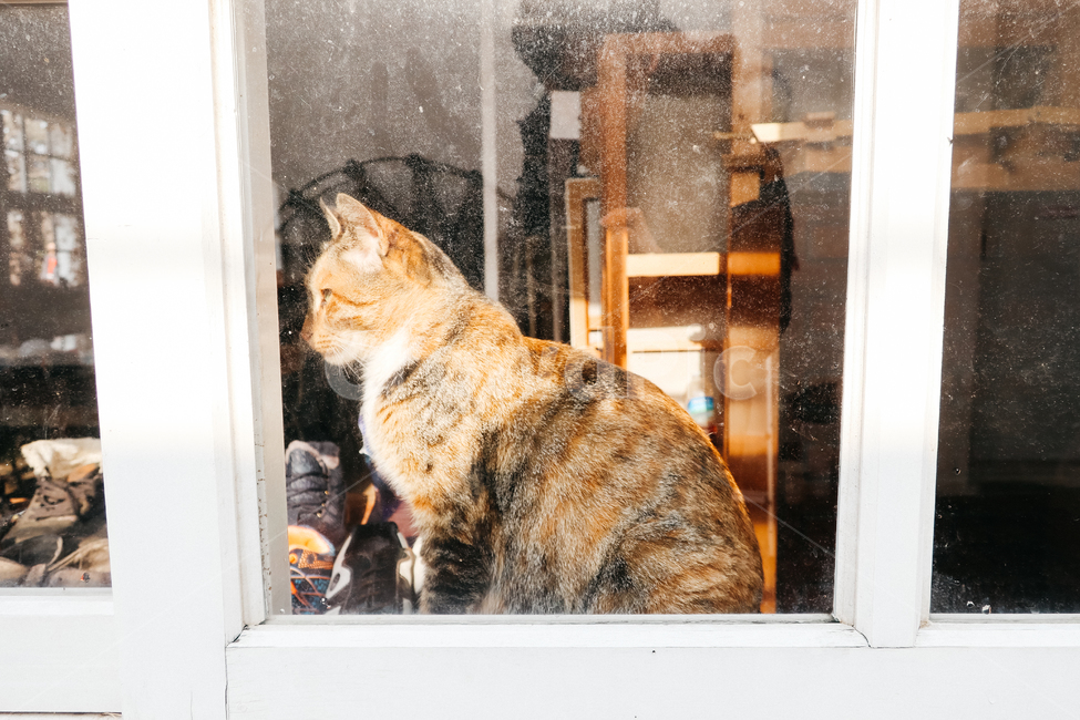 cat,고양이,길고양이,냥이,냥,길냥이,창문,동물,동물,animal,포유류,mammal,고양이,cat,kitten,kitty