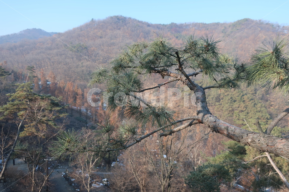 산속,소나무,솔나무,상록수,솔잎,전망대,자연,풍경,경치,경관,자연,풍경,nature,landscape