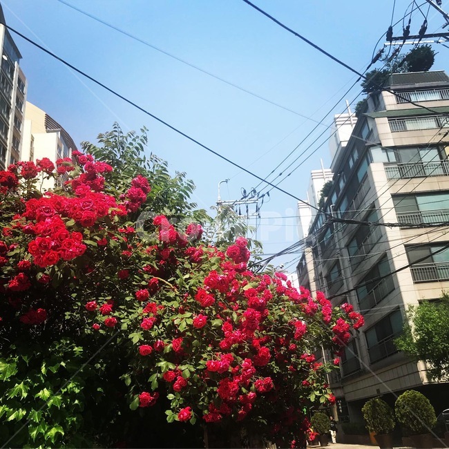 꽃길,장미꽃,장미,백만송이,장미넝쿨