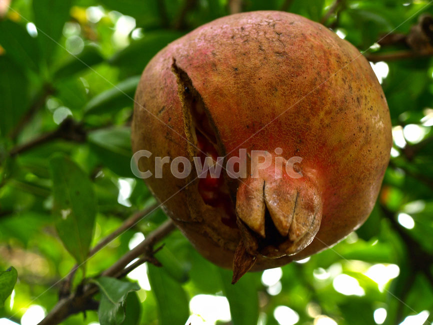 agriculture,beautiful,berry,closeup,detail,food,garden,grow,growing,natural,nature,organic,pomegranate,pomegranatefruit,pomegranatetree,red,season,wild,식물,음식,과일,석류,석류나무,자연,유기농