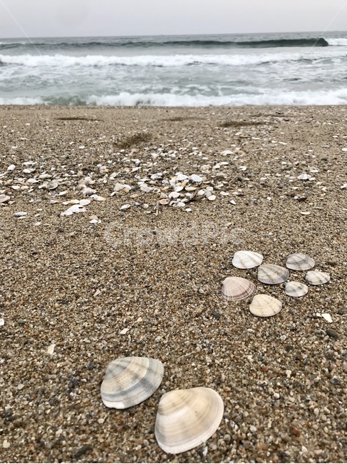 바닷가,바다,조개,조개껍질,조개껍데기,흔적,추억,beach,sea,shell,clam,clamshell,trace,memory