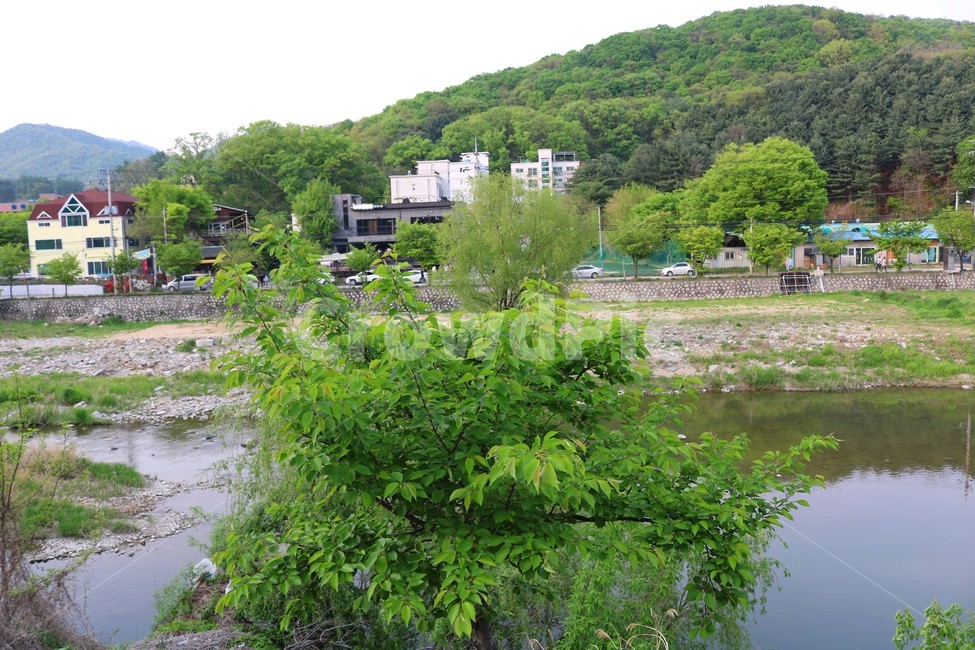 자연,풍경,나무,강,강물,물,산,경기도,가평