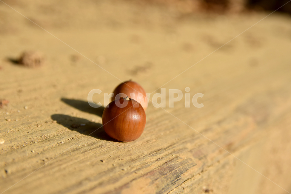 도토리,도토리나무열매,열매,과실,그림자,fruit,acorn,과일,열매,fruit