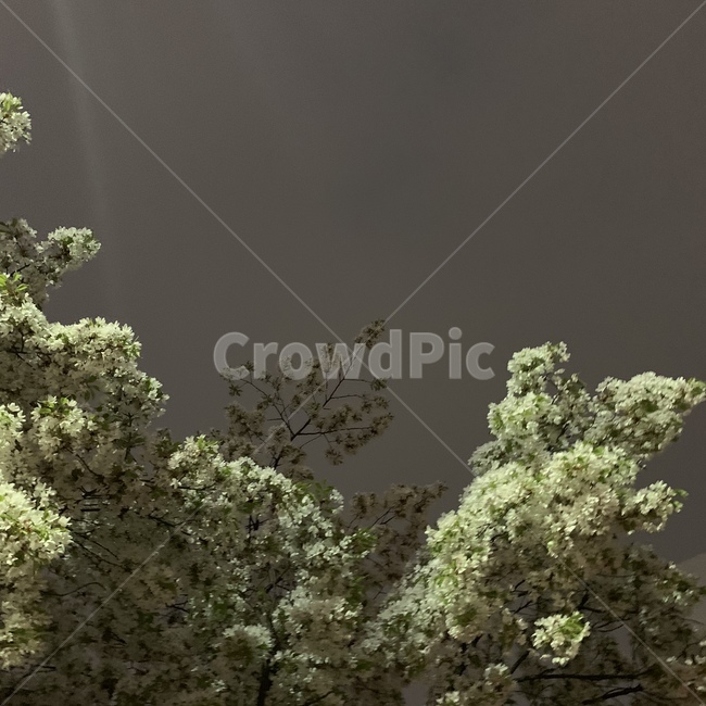 벚꽃,벚꽃놀이,봄,plant,식물