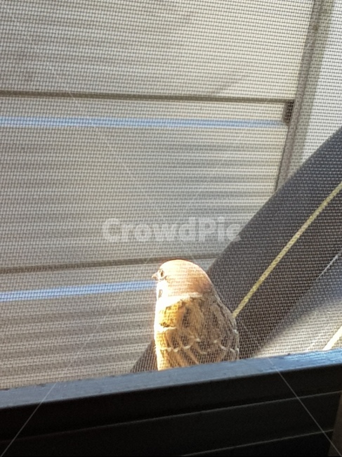 참새,tweet,창밖,새,window