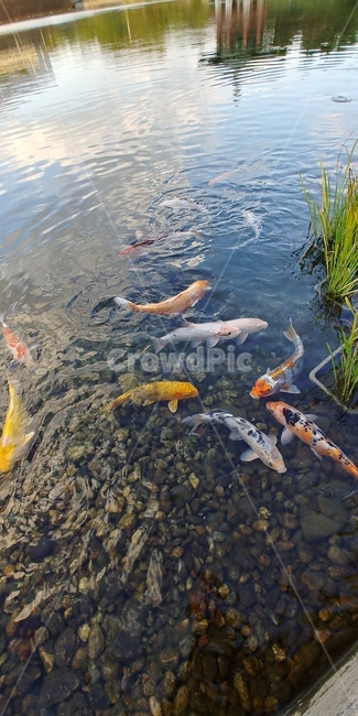 water,물,물고기,잉어,연못,fish,동물,animal,어류,물고기,fish