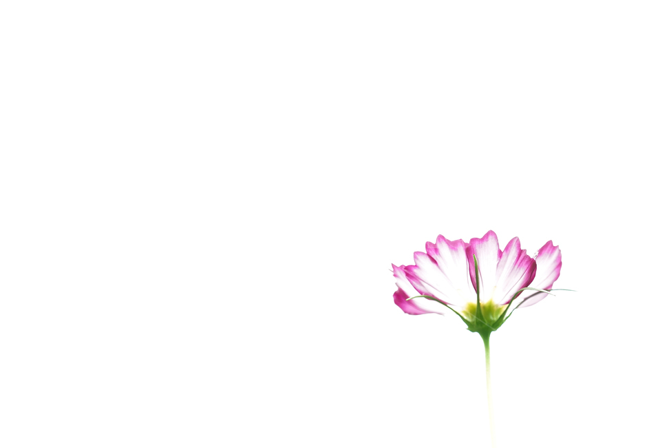 plant,식물,꽃,꽃잎,flower,코스모스