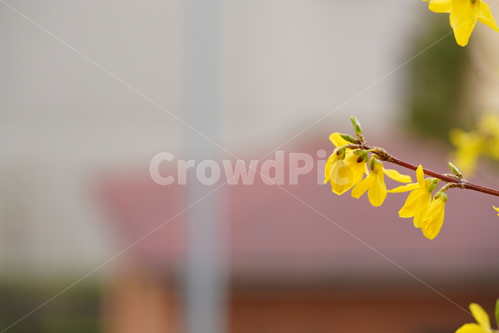 봄,계절,느낌,감성,식물,생명,생물,자연,잎,화사,봄,계절,spring,season,식물,자연,plants,nature,꽃,flower,plant