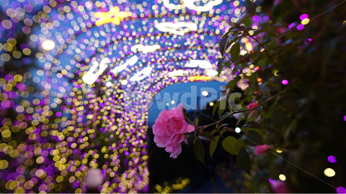 감성,사진,5월은,장미,축제,야경,핑크장미,반짝반짝,보케,식물,자연,plants,nature,꽃,flower
