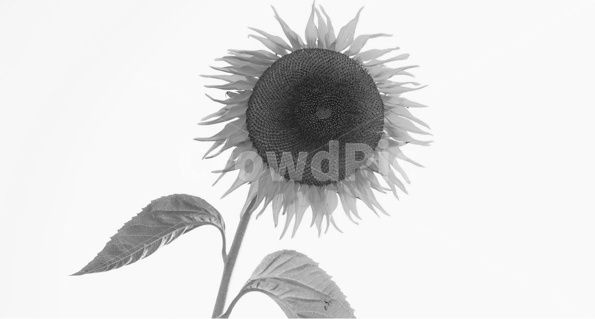 해바라기,해,벌,꽃,식물,견과,씨앗,식물,자연,plants,nature,꽃,flower,흑백,모노톤,monochrome,black and white