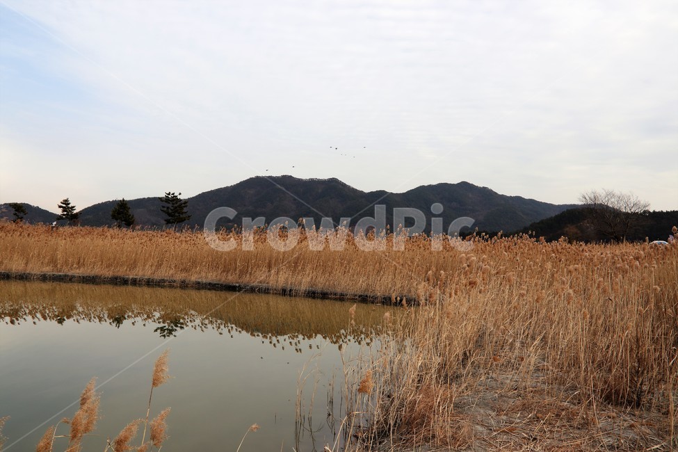 갈대,순천만,가을갈대,가을풍경,호수,나무,가을,계절,fall,autumn,season,자연,풍경,nature,landscape,land,땅,outdoors,옥외,grass,잔디,plant,식물,water,물