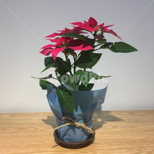 꽃,화분,분홍꽃,식물,자주색꽃