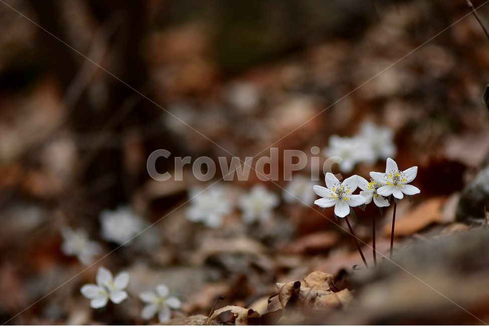 변산바람꽃,2018년,3월,야생화,꽃,생태,식물,자연,들꽃,산꽃,봄,감성,힐링,플라워,계절,시즌,wild,Flower,plants,nature,spring,season,배경,풀,초본,미나리아재비과,너도바람꽃속,flower,생태사진,봄꽃,자생지,경기도,식물,자연,plants,nature,꽃,flower