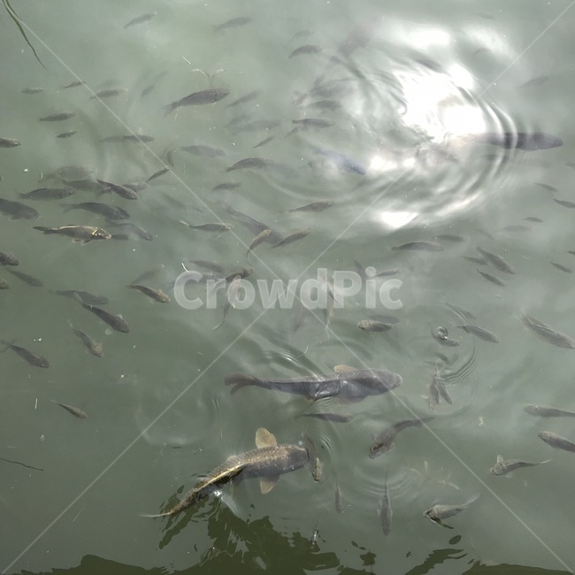 연못,잉어,비단잉어,물고기,정원,물,carp,silkcarp,pond